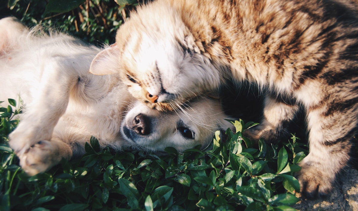 Pet Services